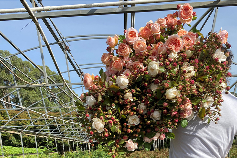 Nood Blooms _Picking _970x 647